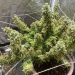 y-griega-fem-medical-seeds.jpg