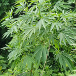 gorilla-fem-00-seeds.jpg