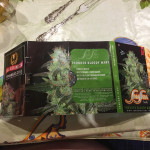 thunder-bloody-mary-auto-samsara-seeds.JPG