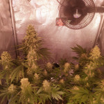 cookies-purple-punch-fem-medical-seeds.jpg