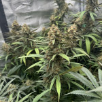 lemon-cherry-gelato-fem-barneys-farm.jpg