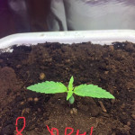 lowryder-auto-fem-vision-seeds.jpg