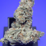 purple-punch-og-xl-auto-fem-sweet-seeds.jpg