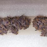 tropicana-cookies-auto-fem-fastbuds.jpg