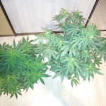 auto-00-kush-00-seeds.jpg