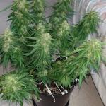critical-kush-auto-critical-rapido-auto-fem-barneys-farm.jpg