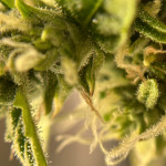 zkittlez-auto-fem-cali-buds-seeds.jpeg