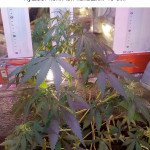 mikromachine-auto-fem-kannabia-seeds.jpg