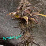 persian-pie-fem-ghs.jpg