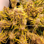 strawberry-cheesecake-auto-fem-humboldt-seed-company.jpg
