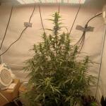 whiskey-zulu-auto-fem-7ch-american.jpg