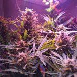 deep-purple-haze-auto-sumo-seeds.jpg