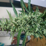 tangerine-dream-auto-fem-barneys-farm.jpg