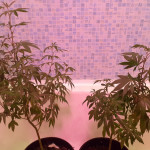 auto-tutankhamon-fem-pyramid-seeds.jpg