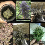 bruce-banner-auto-fem-cali-buds-seeds.jpeg