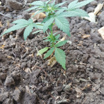 la-diva-auto-fem-delicious-seeds.jpg
