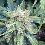 gorilla-glue-auto-fem-barneys-farm.jpg
