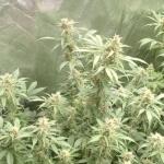 whiskey-zulu-auto-fem-7ch-american.jpg