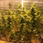 gorilla-glue-4-fem-cali-buds-seeds.jpeg