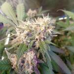 miracle-alien-cookies-mac-fem-7ch-american.jpg