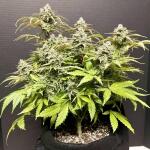 medusa-f1-auto-fem-rqs.jpg