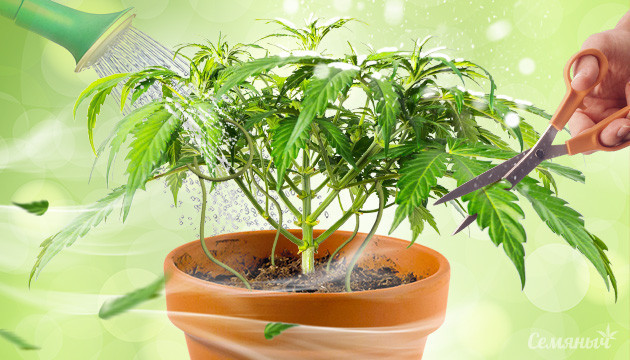 Влияние стрессов на рост и развитие марихуаны