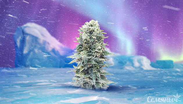 Конопля и заморозках