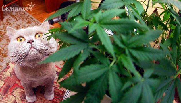 Доступ к конопле у питомца