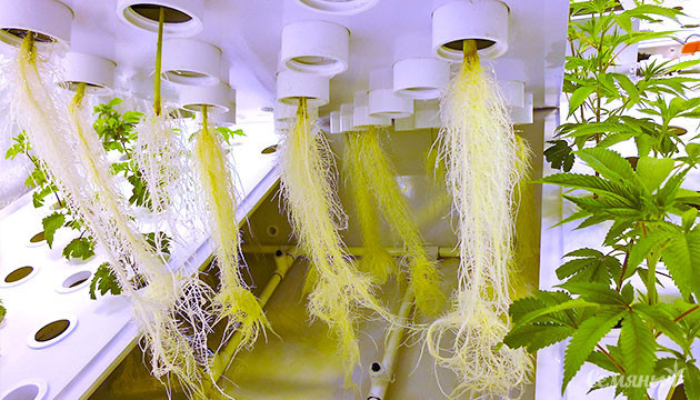 Корни конопли в гидропонной установке